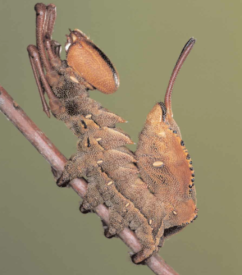 Lobster moth caterpillar. Ugly.